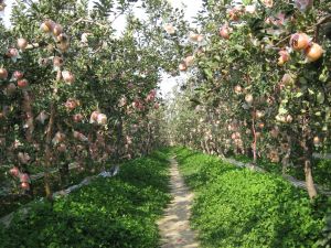 山西运城客户向九游会订购300吨苹果有机肥